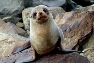Baby fur seal 