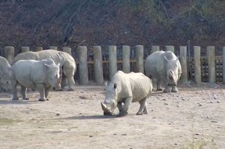 Rhinos at Orana v2