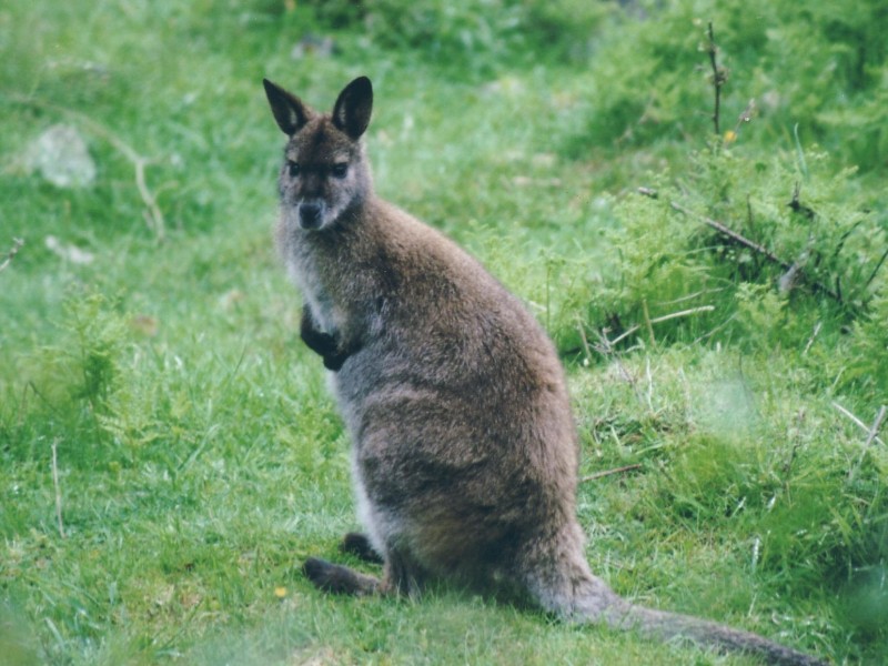 cam wallaby2