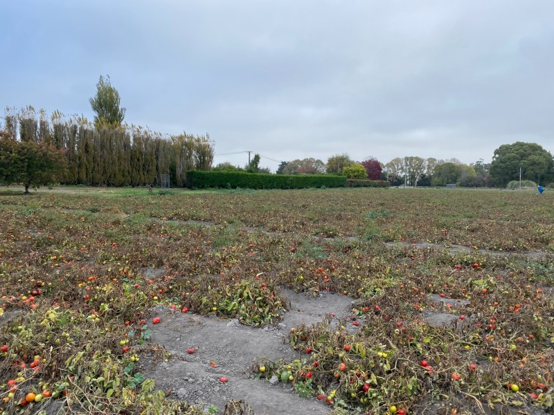 Pataka Berries Tomatoes Campbell Macpherson 4/4