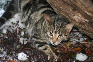 A Feral Cat in the Snow Colin Bishop DOC