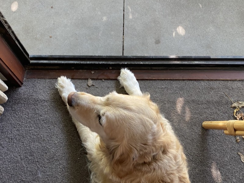 Dog looking out the window