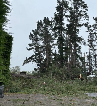 damaged trees