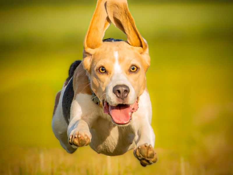 Hammonds.Imagery.beagle
