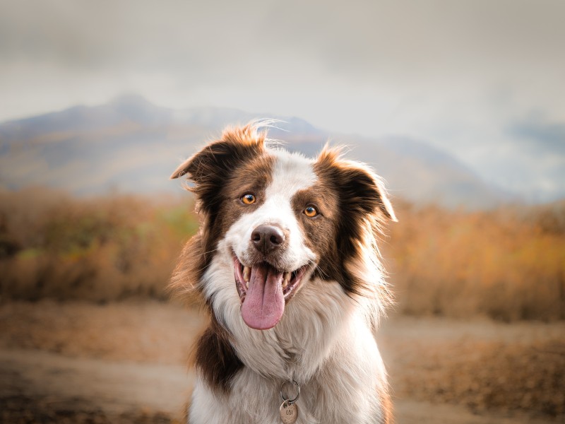 Hammonds.Imagery.collie