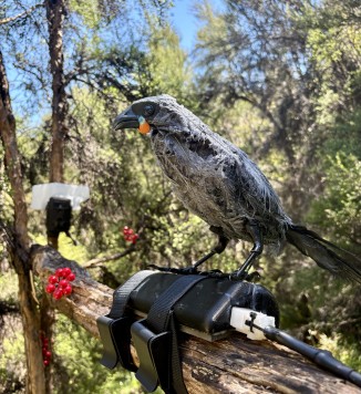 kokako in bush