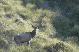 Deer in fiordland 