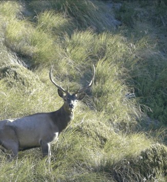 Deer in fiordland 