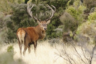 Reddeer-emersondiprose-25032026