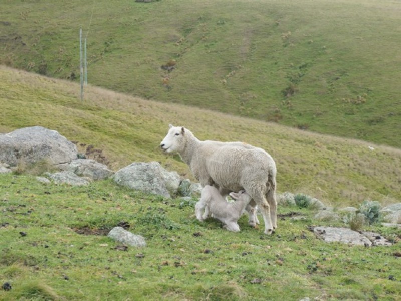 Sheep 