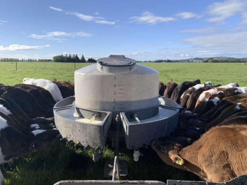 Cows at Farm