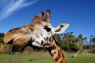 Giraffe at Orana Park