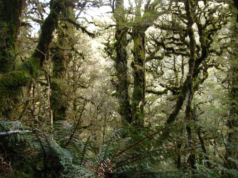 Beech Forest in Fiordland National Park