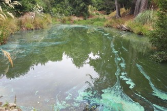 Cyanobacteria planktonic in lake lrg