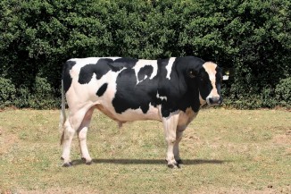 Dairy Bull