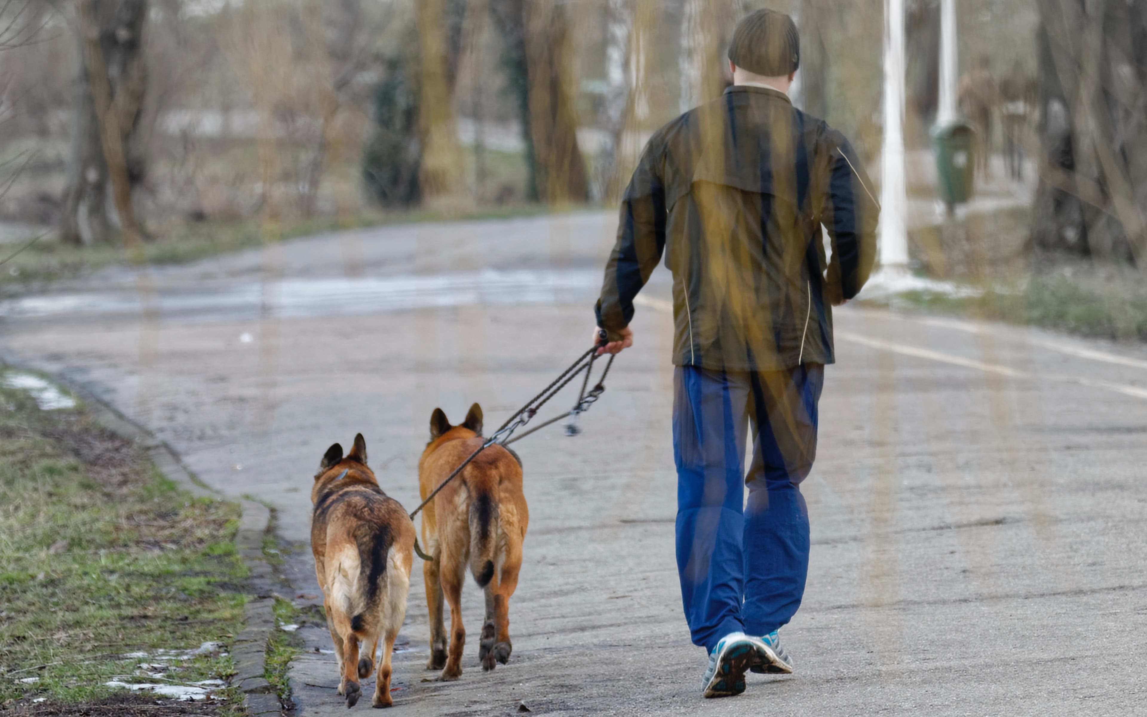 Dogs for good cause in Christchurch » METRONEWS