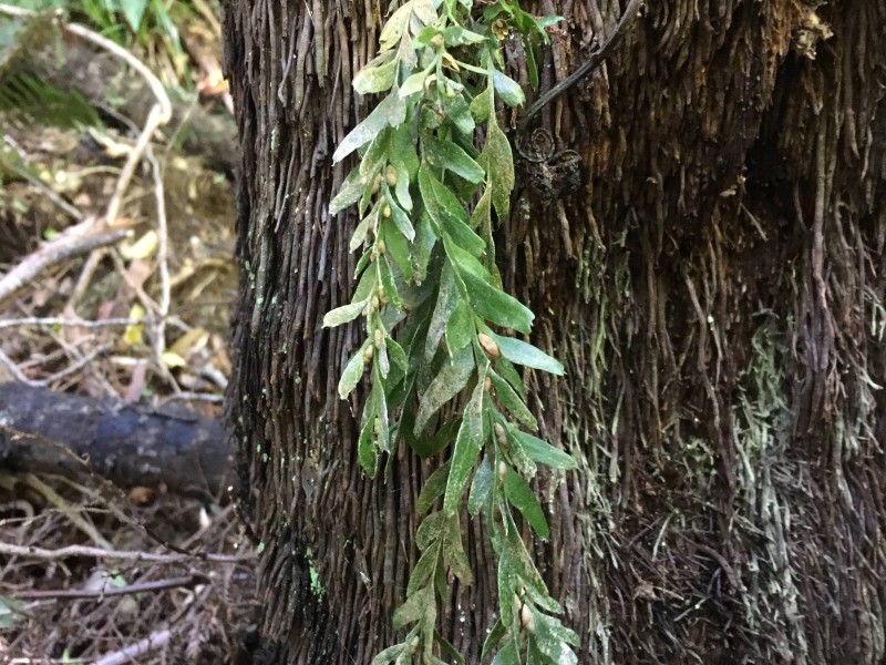 Banks Peninsula Fork Fern 