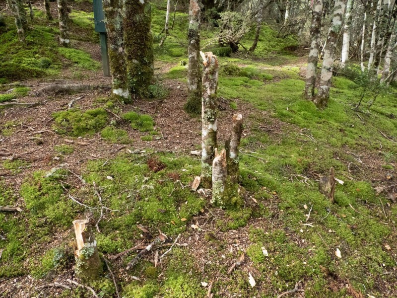 Stumps of small beech trees in Kaweka Forest Park