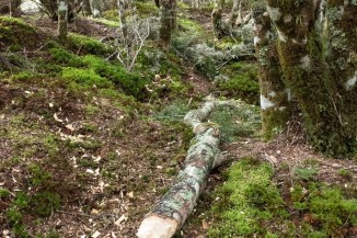 Native beech tree cut down in Kaweka Forest Park