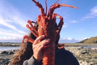 Kaikoura Crayfish