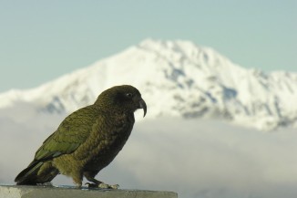 Kea