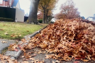 LS pile leaves v2