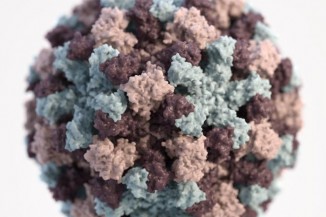 Norovirus virion 3D NIH 21350 white background v3