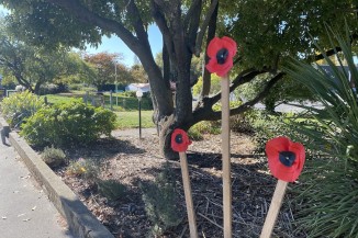 Poppys in Christchurch copy