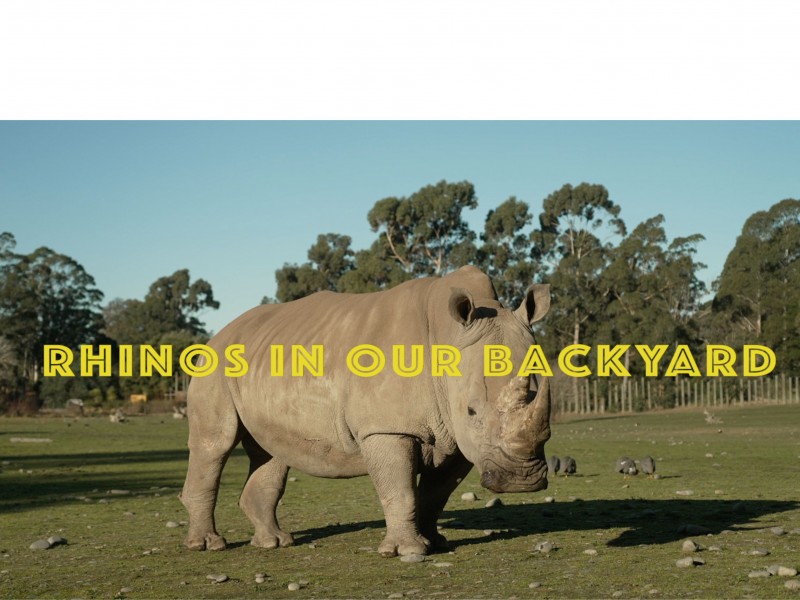 RhinoIN v3