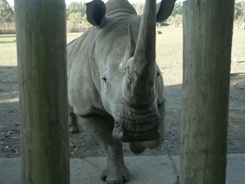 Rhinoc v2