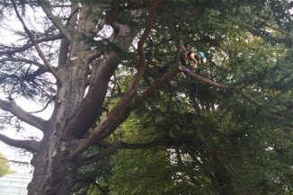 Tree climbing champs