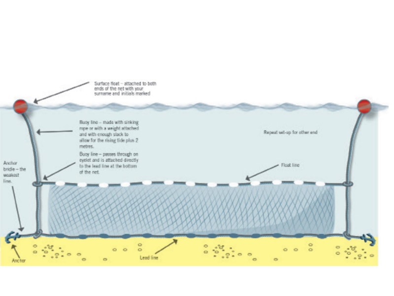 Set nets suffocate trapped endangered Hector's dolphins » METRONEWS