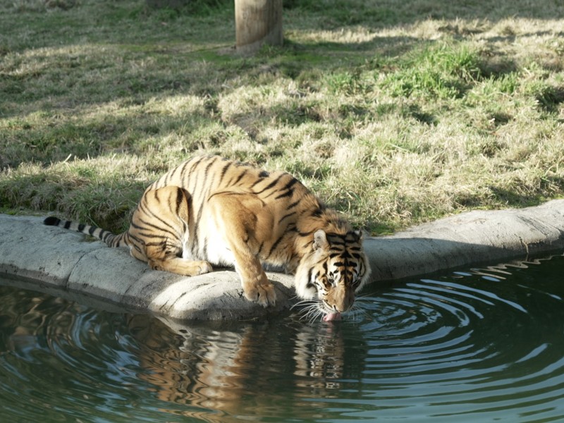 Tiger v2