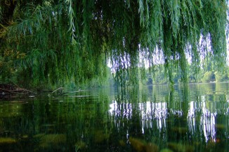 Willow2
