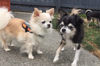 Chihuahua Rescue