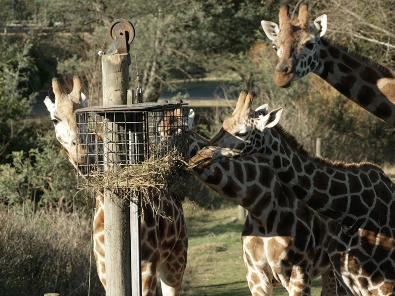 giraffes v2