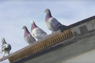 pigeon picture