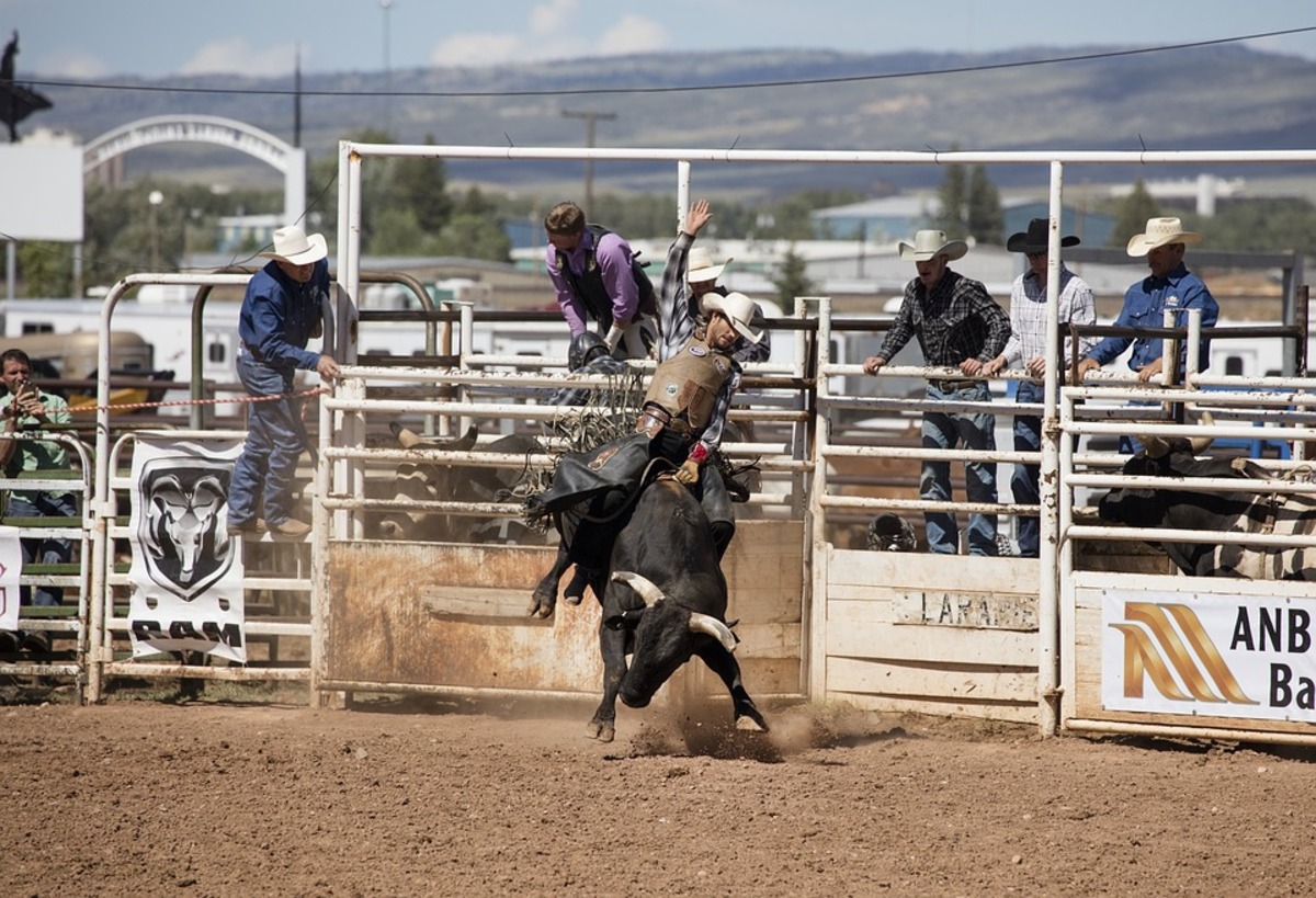 Government says no to banning rodeos » METRONEWS