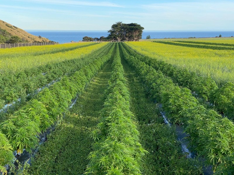 Medicinal cannabis outdoors. 