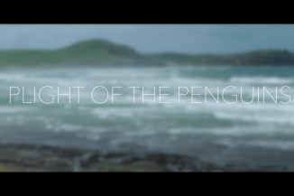 plight of the penguin