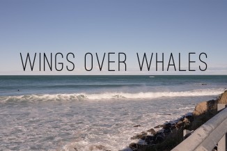 wings over whales
